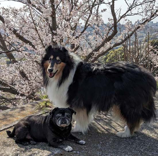 <span class="title">ご近所お花見と小さな花たち</span>
