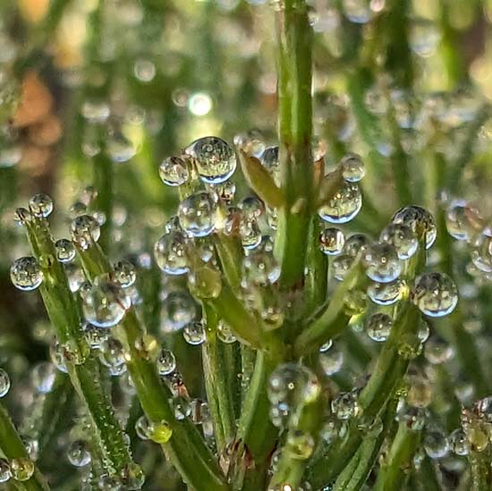 <span class="title">朝散歩で出会う花たち</span>