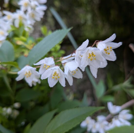 <span class="title">本日１３時半～１８時の営業です。今週の花たち。</span>