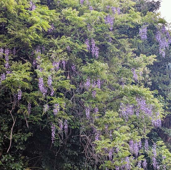 <span class="title">今週出会った花</span>