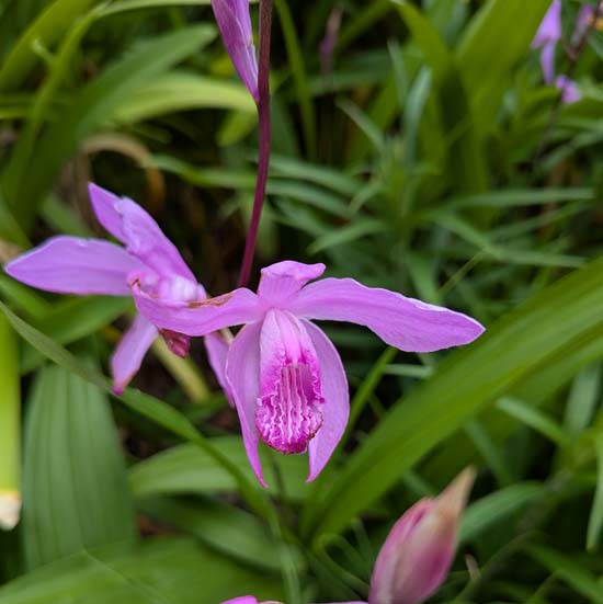 <span class="title">今週の花たちと連休のお知らせ（４０％OFFクーポンは今夜まで！）</span>