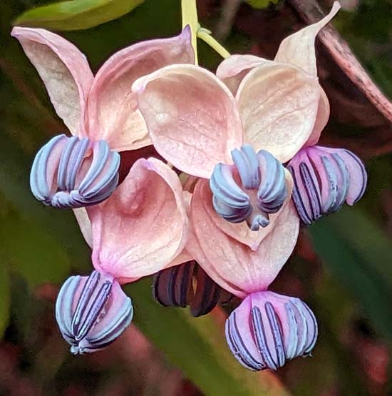 <span class="title">初夏に向かう花たち</span>