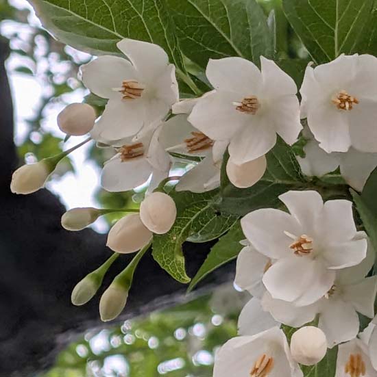 <span class="title">今週の花　</span>